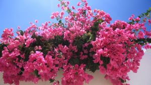 Cosa vedere a santorini gratis: