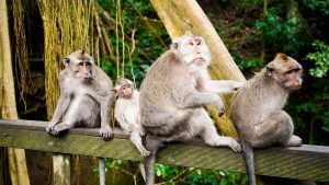 La foresta delle scimmie: Imperdibile a Ubud