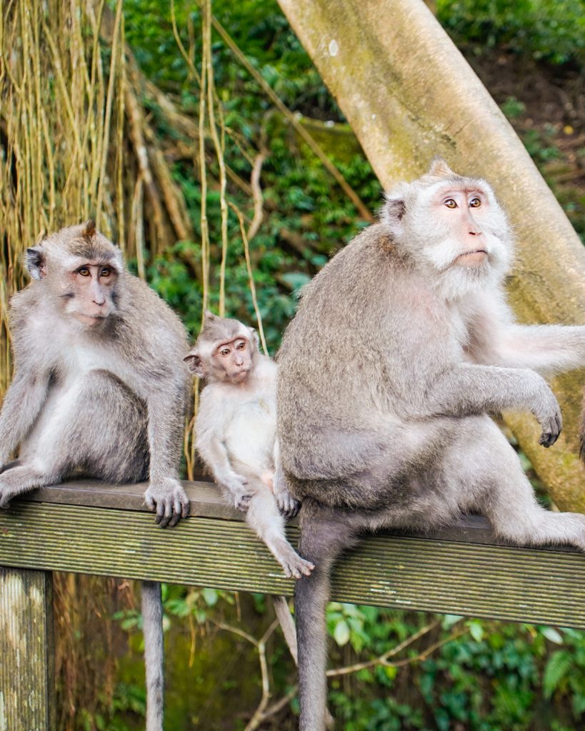 La foresta delle scimmie ubud bali
