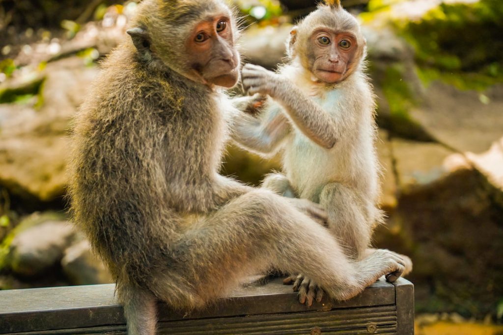 Indonesia
fai da te
scimmie