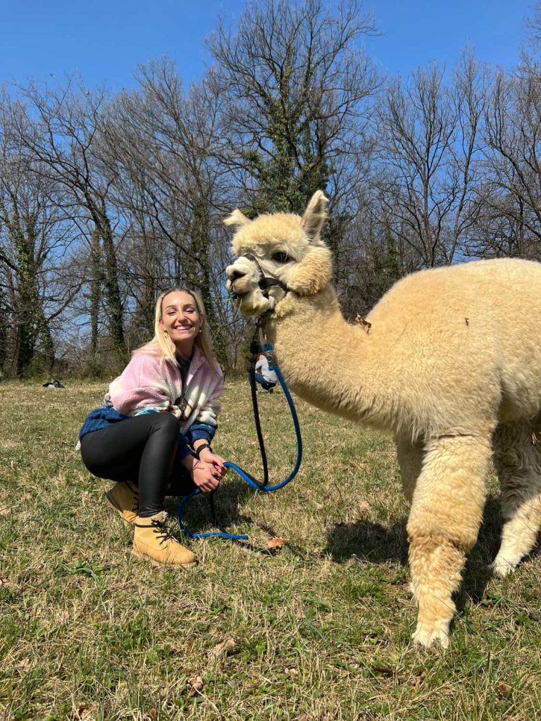 A&alpaca monteviale Vicenza