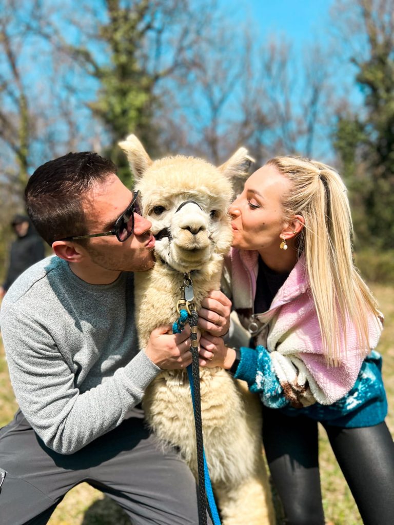 trekking alpaca