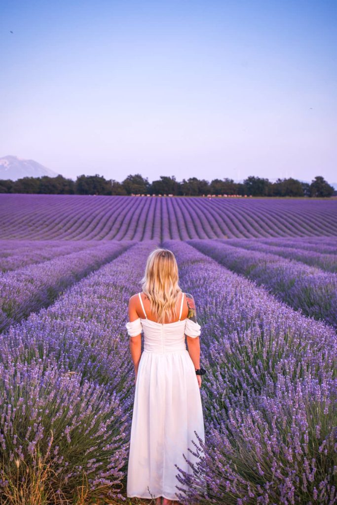 campi di lavanda in provenza