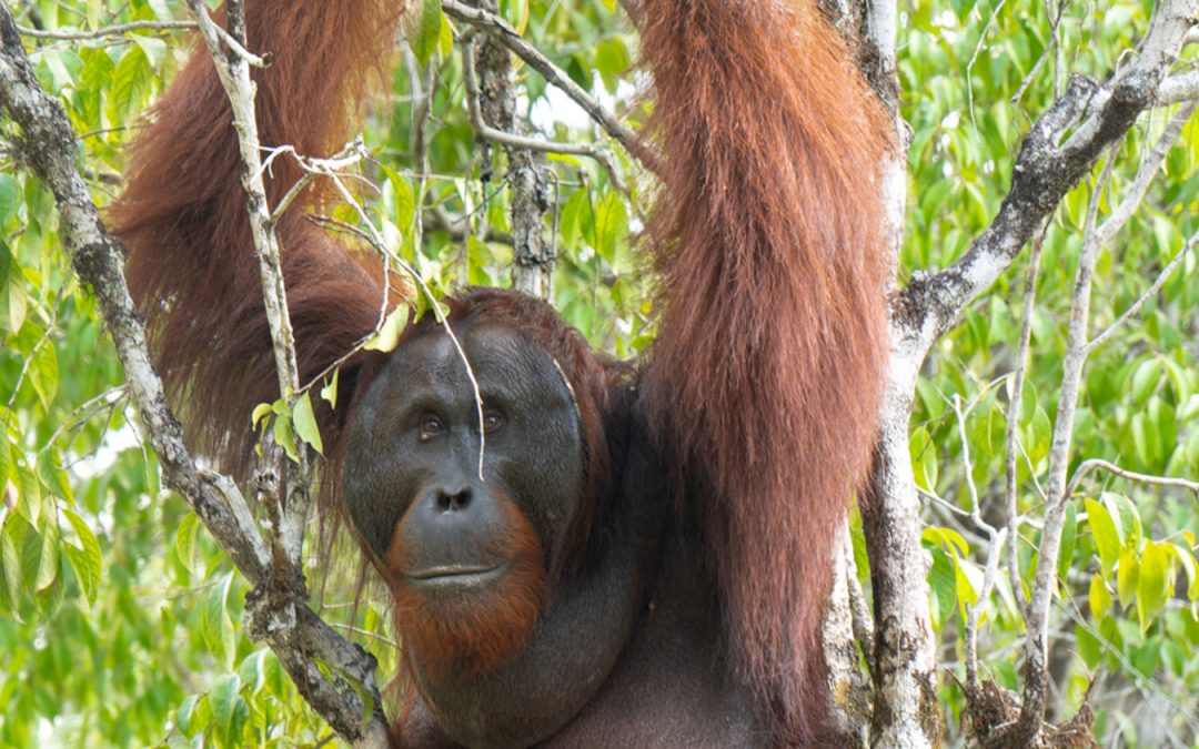 Curiosità sull’orango tango che ancora non conosci