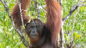 Curiosità sull’orango tango che ancora non conosci