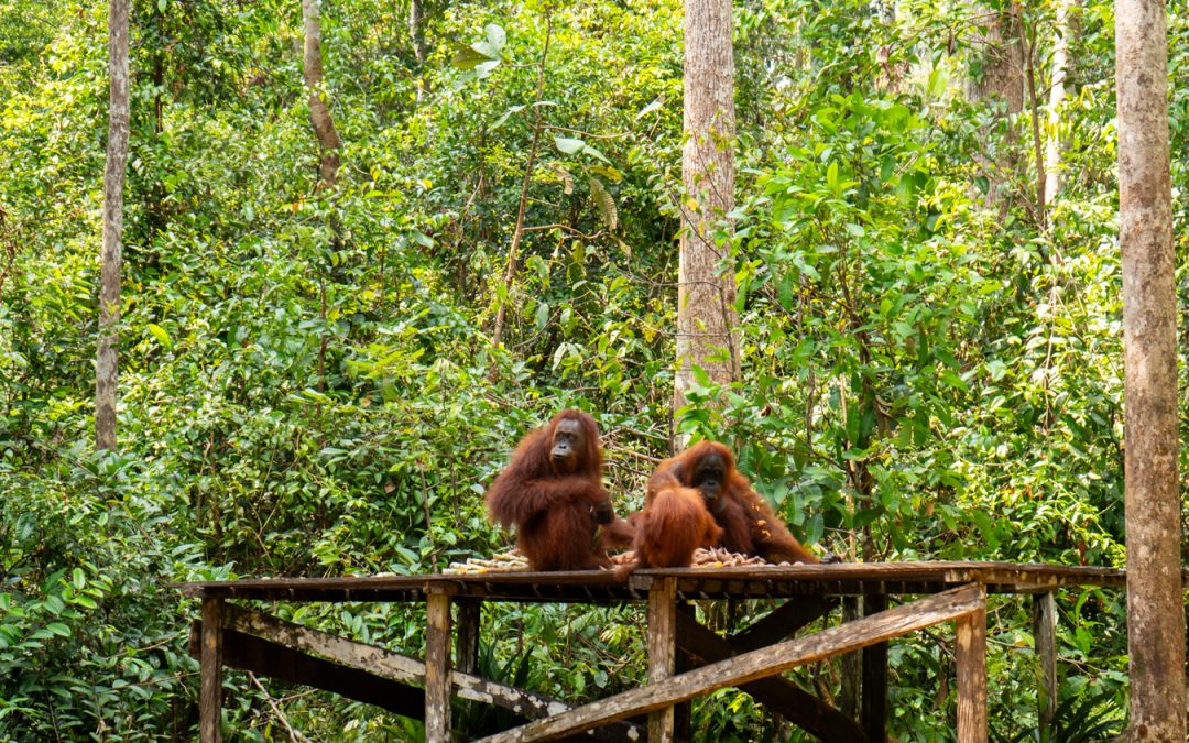 Dove vedere l’orango tango del Borneo: Tanjung Puting National Park