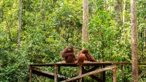 Dove vedere l’orango tango del Borneo: Tanjung Puting National Park
