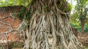 Ayutthaya da Bangkok: Come arrivare e cosa vedere in un giorno