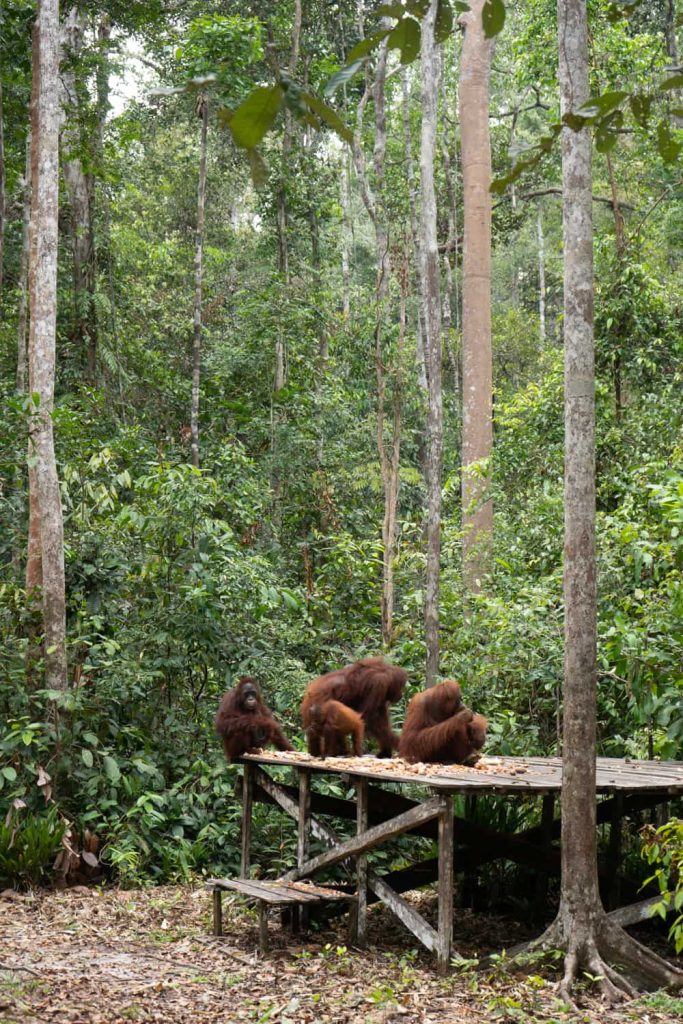 Tanjung Puting National Park crociera privata nel borneo