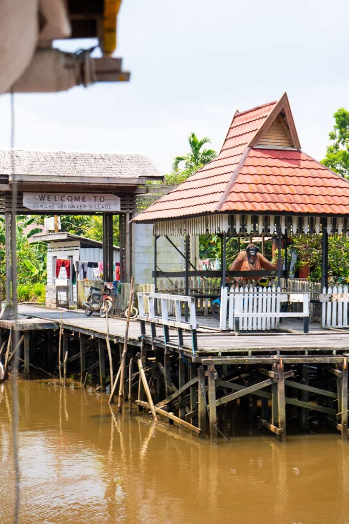 Tanjung Puting National Park crociera privata nel borneo