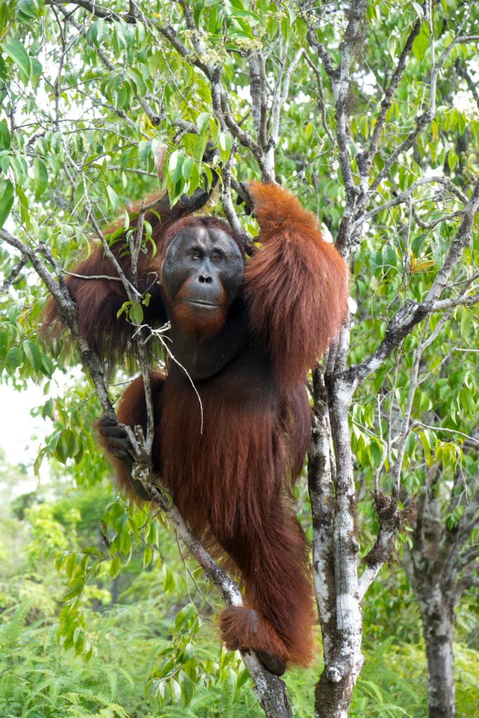 dove vedere l'orango tango del Borneo Tanjung Puting National Park