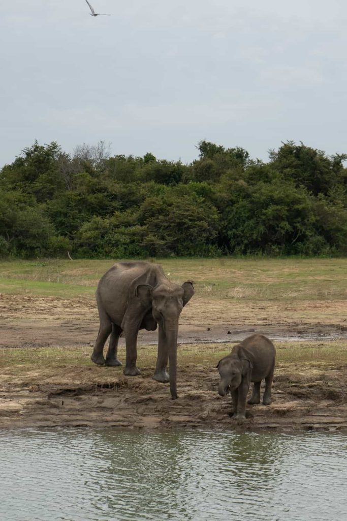 udawalawe national park