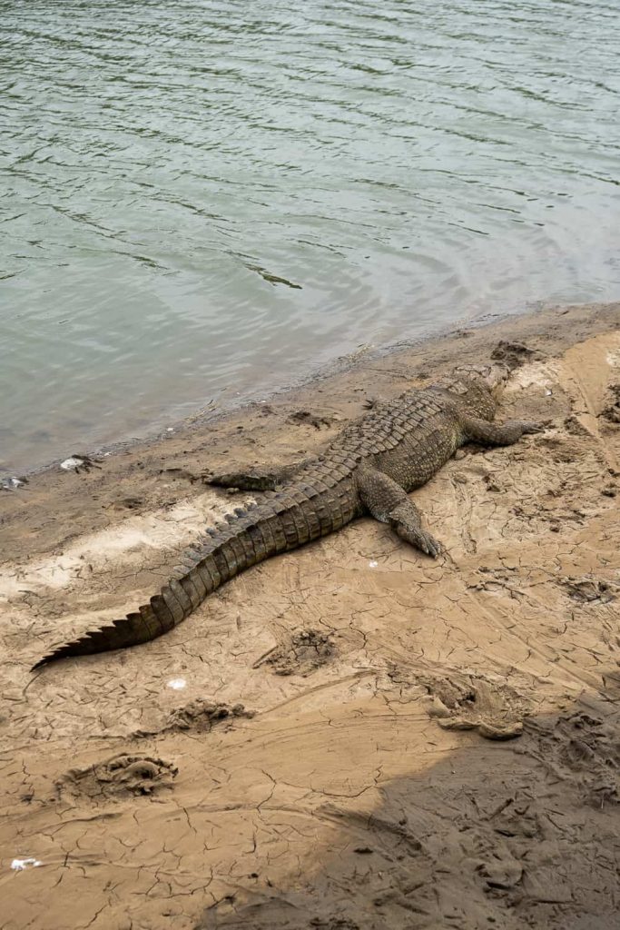 safari in Sri Lanka
