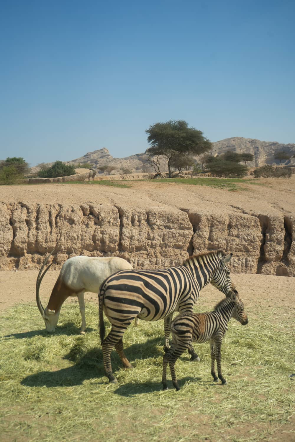 al ain zoo