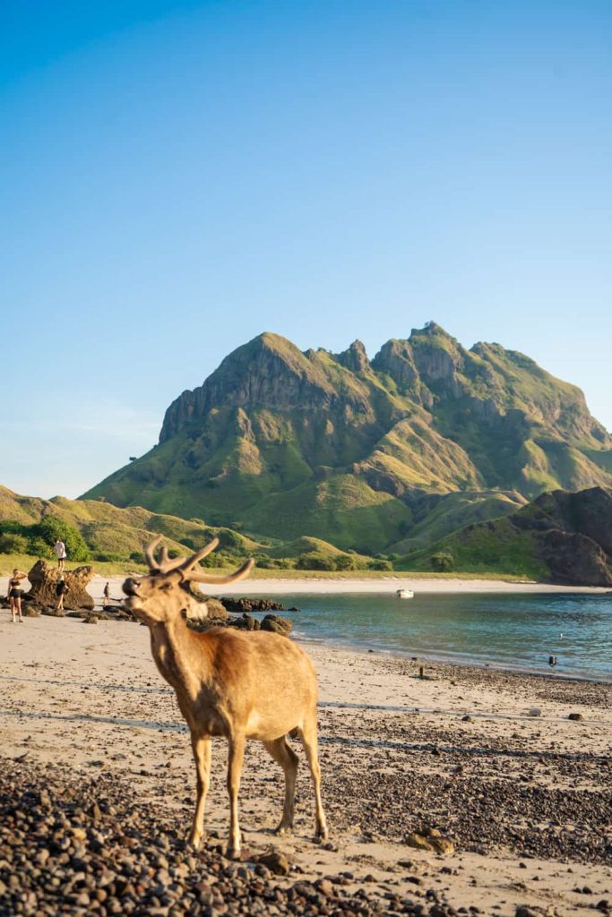 cosa vedere nel parco nazionale di komodo
