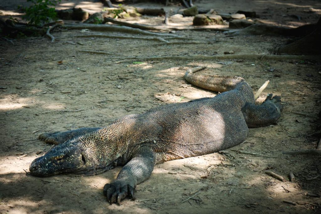 drago di komodo