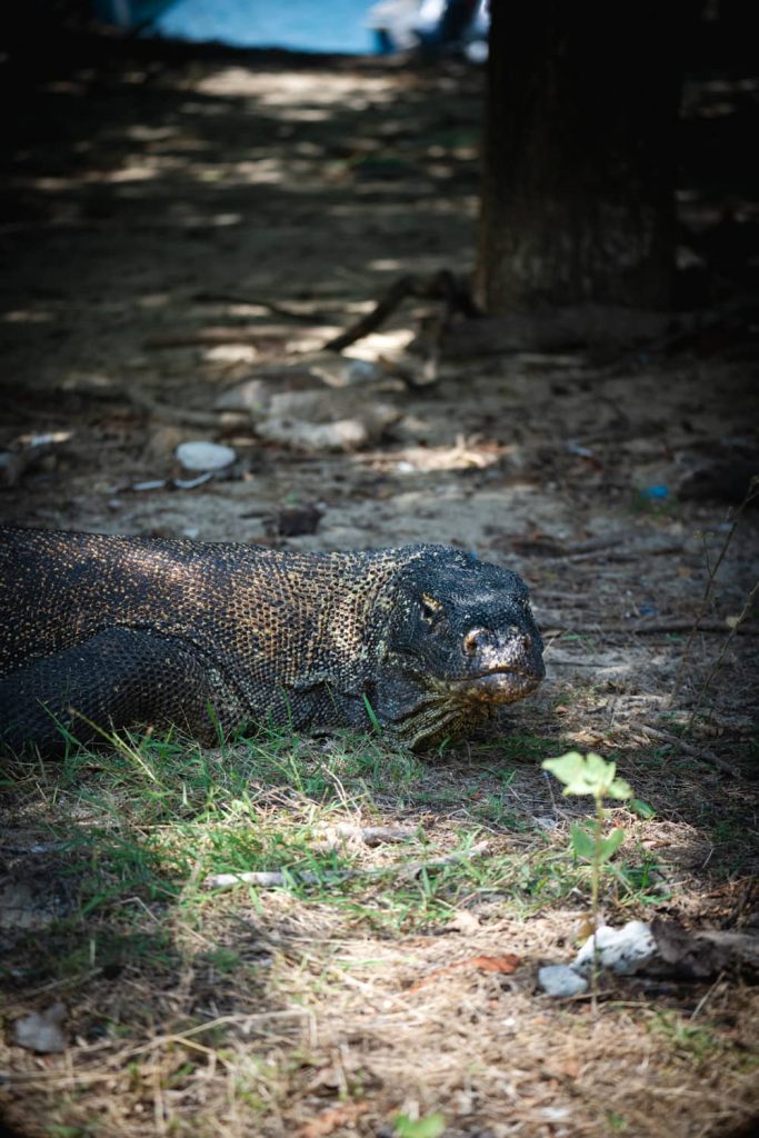 drago di komodo 