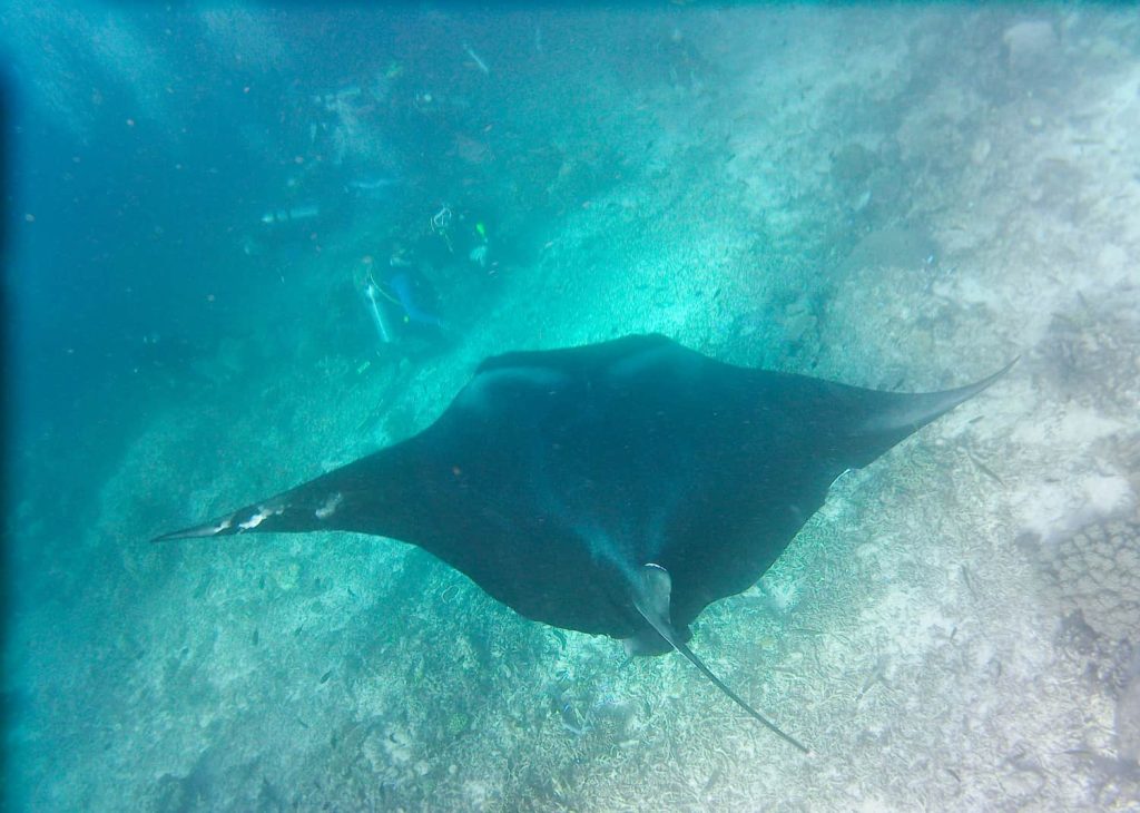 manta point Komodo