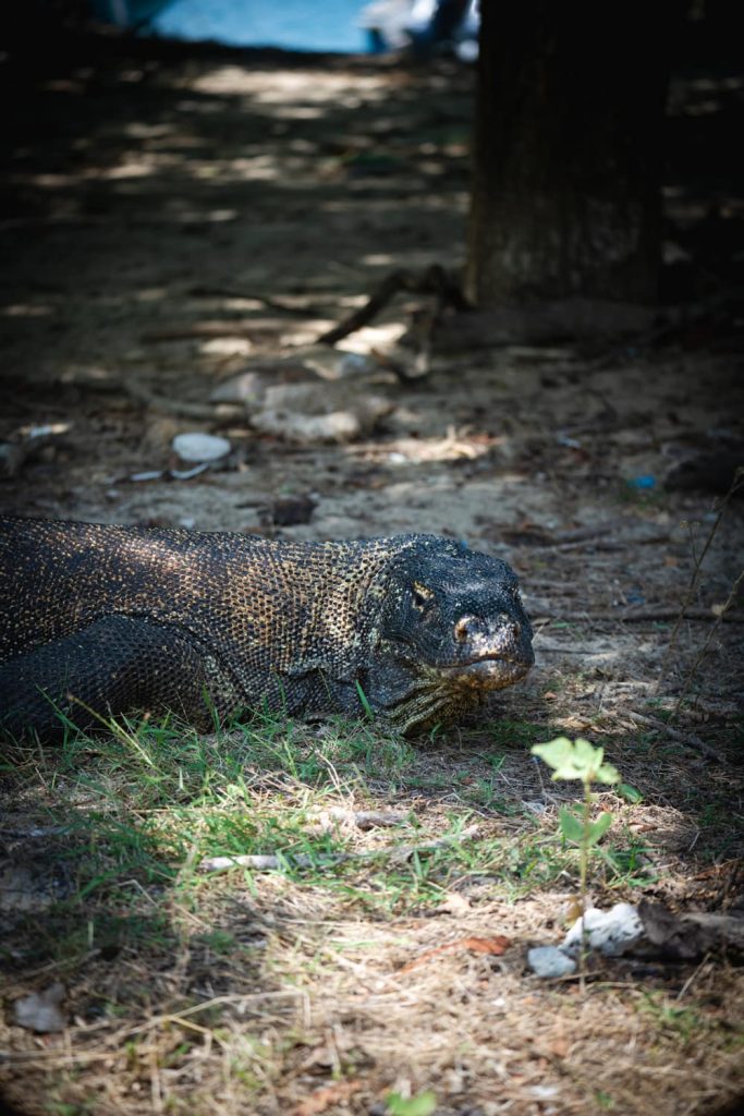 drago di komodo