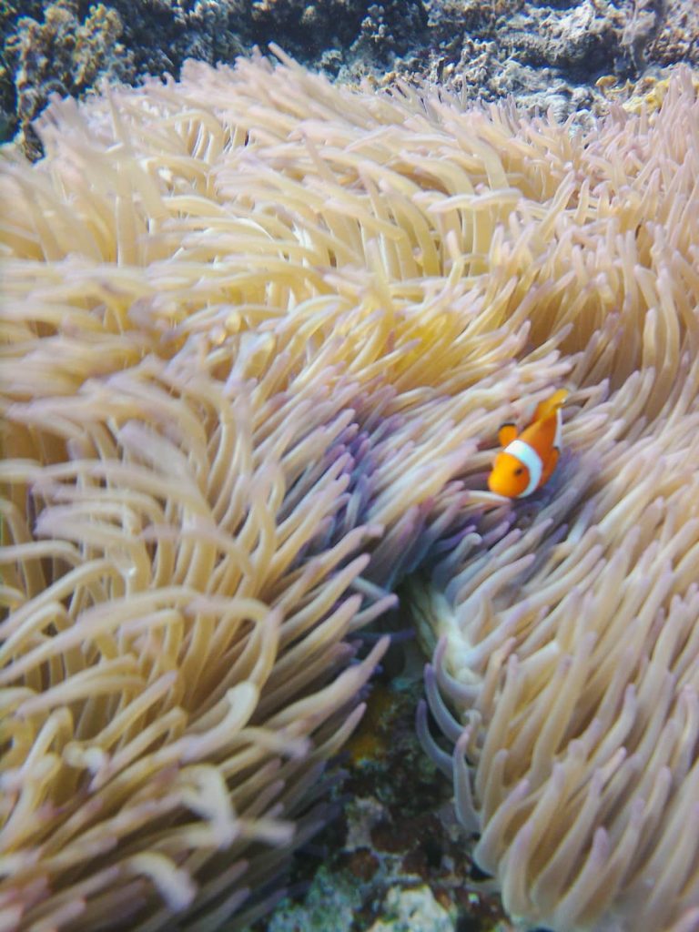 barriera corallina komodo