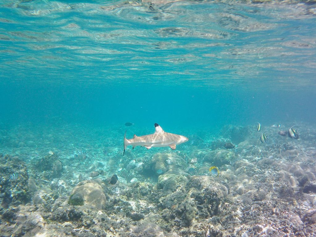 barriera corallina komodo