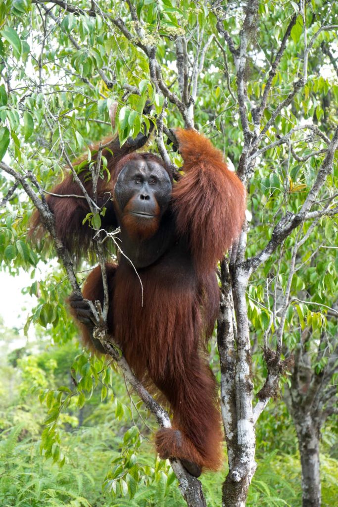 borneo indonesiano alternative a bali