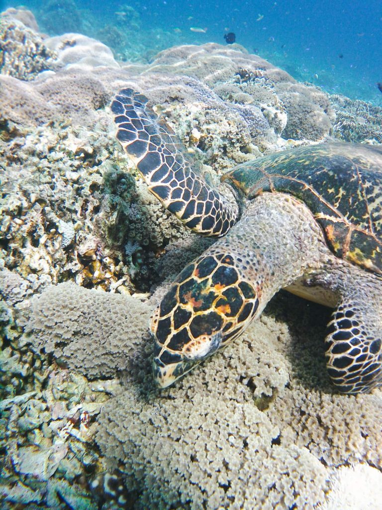 le pirate island komodo