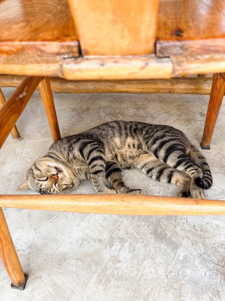 gatto indonesia