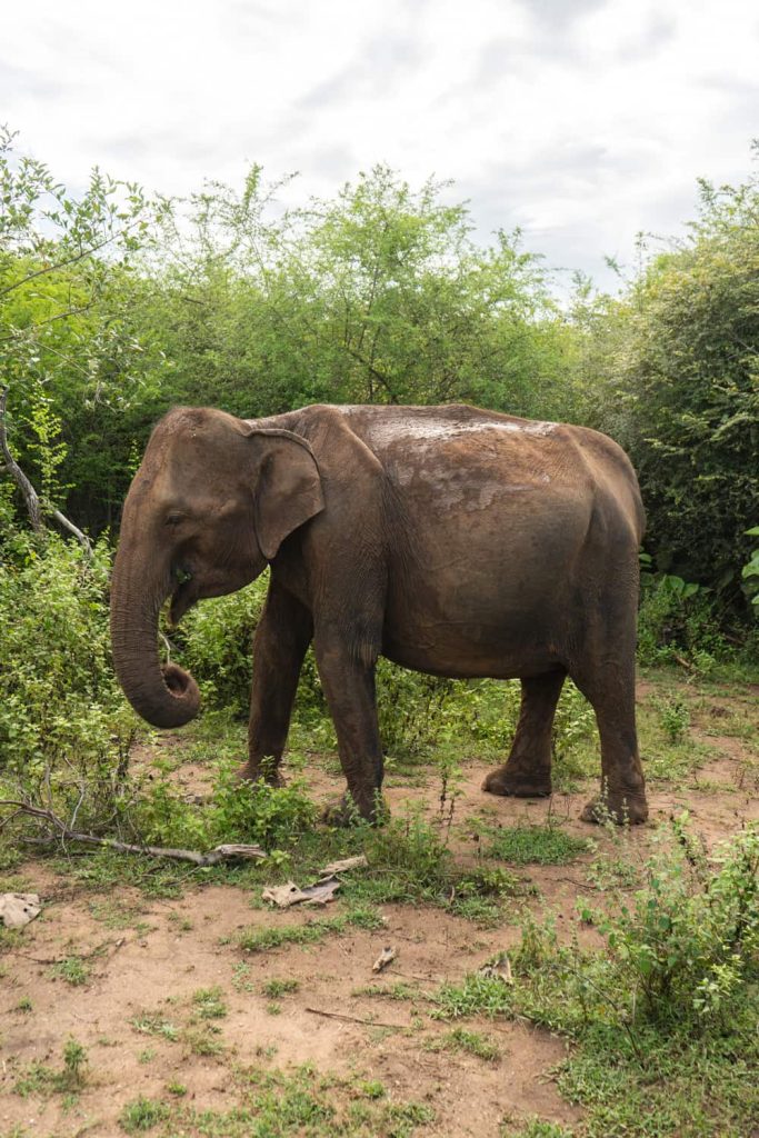 safari Sri Lanka