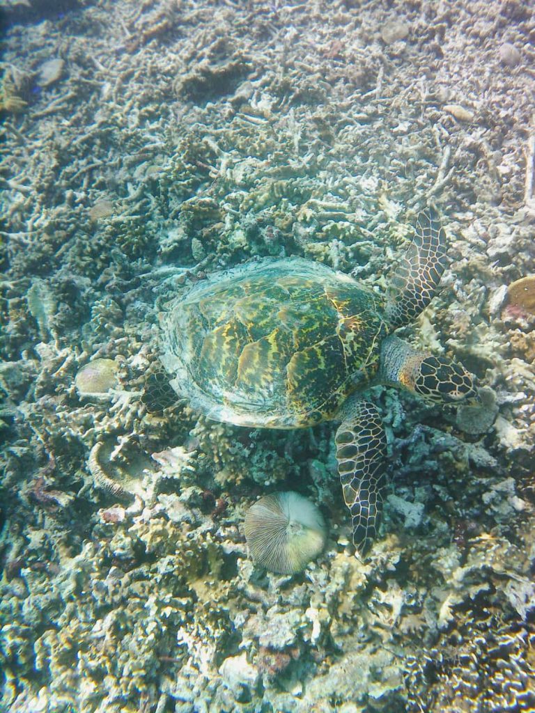 barriera corallina le pirate tartaruga marina