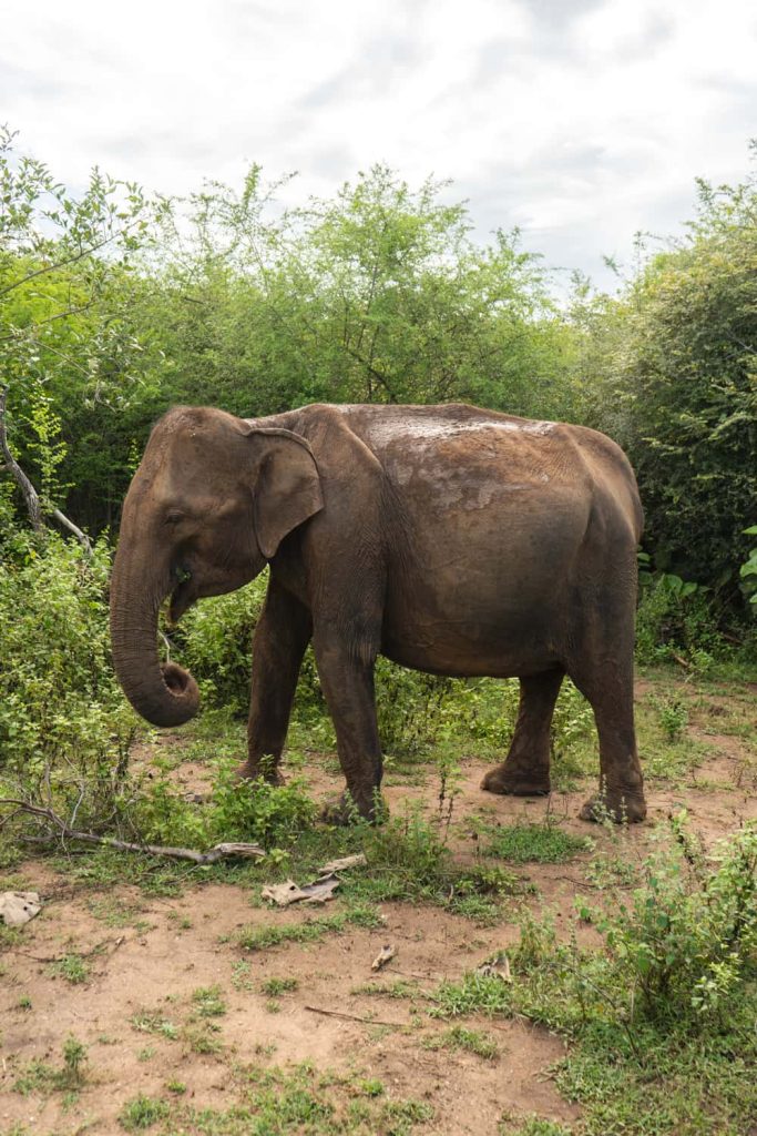 elefante a udawalawe national park Sri Lanka