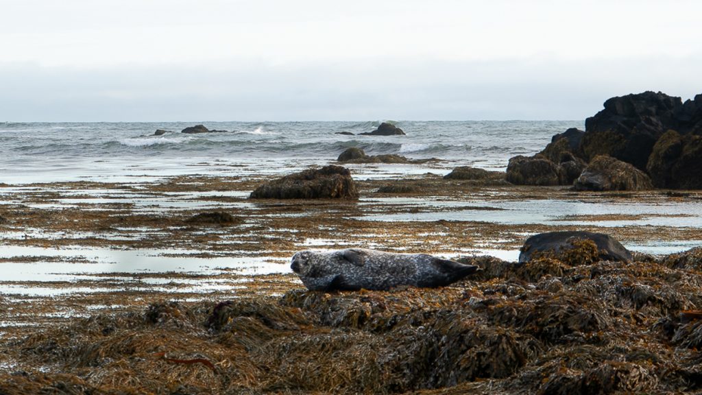 ytri Tunga spiaggia delle foche in islanda