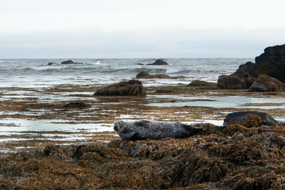 ytri Tunga spiaggia delle foche in islanda