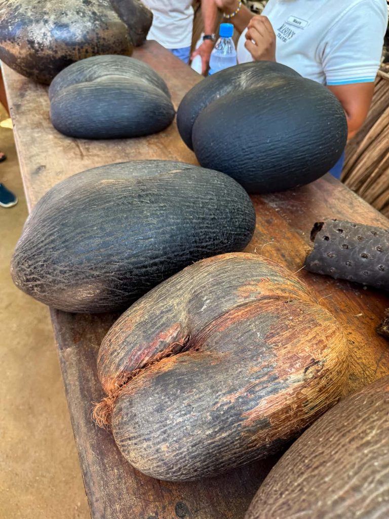 coco de mer seychelles