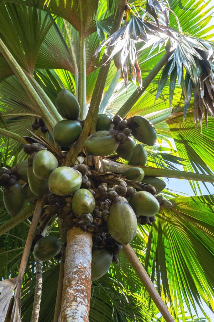 coco de mer vallee de mai Praslin itinerario seychelles 