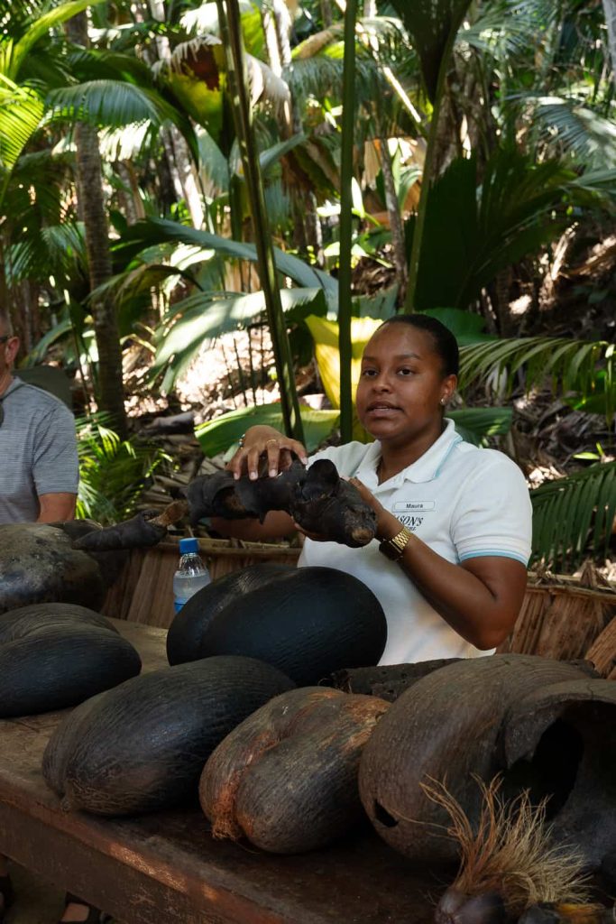 coco de mer vallee de mai Praslin itinerario seychelles 