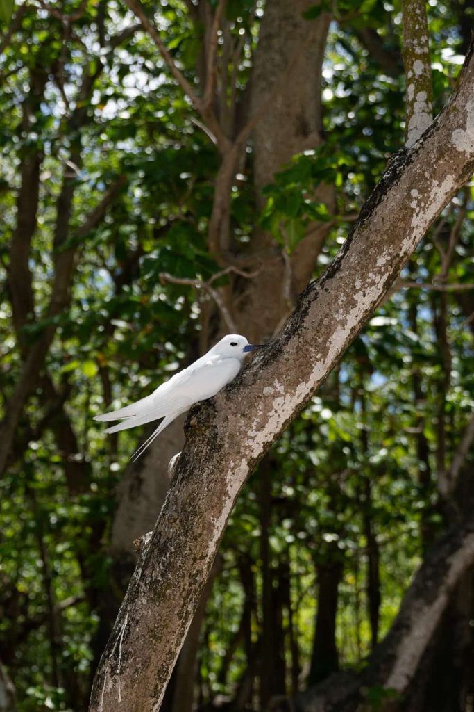 cousin island itinerario seychelles 10 giorni