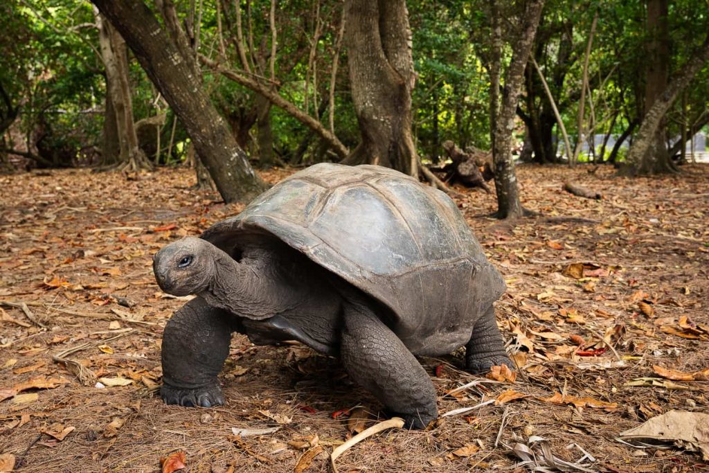 itinerario Seychelles 10 giorni curieuse Island 