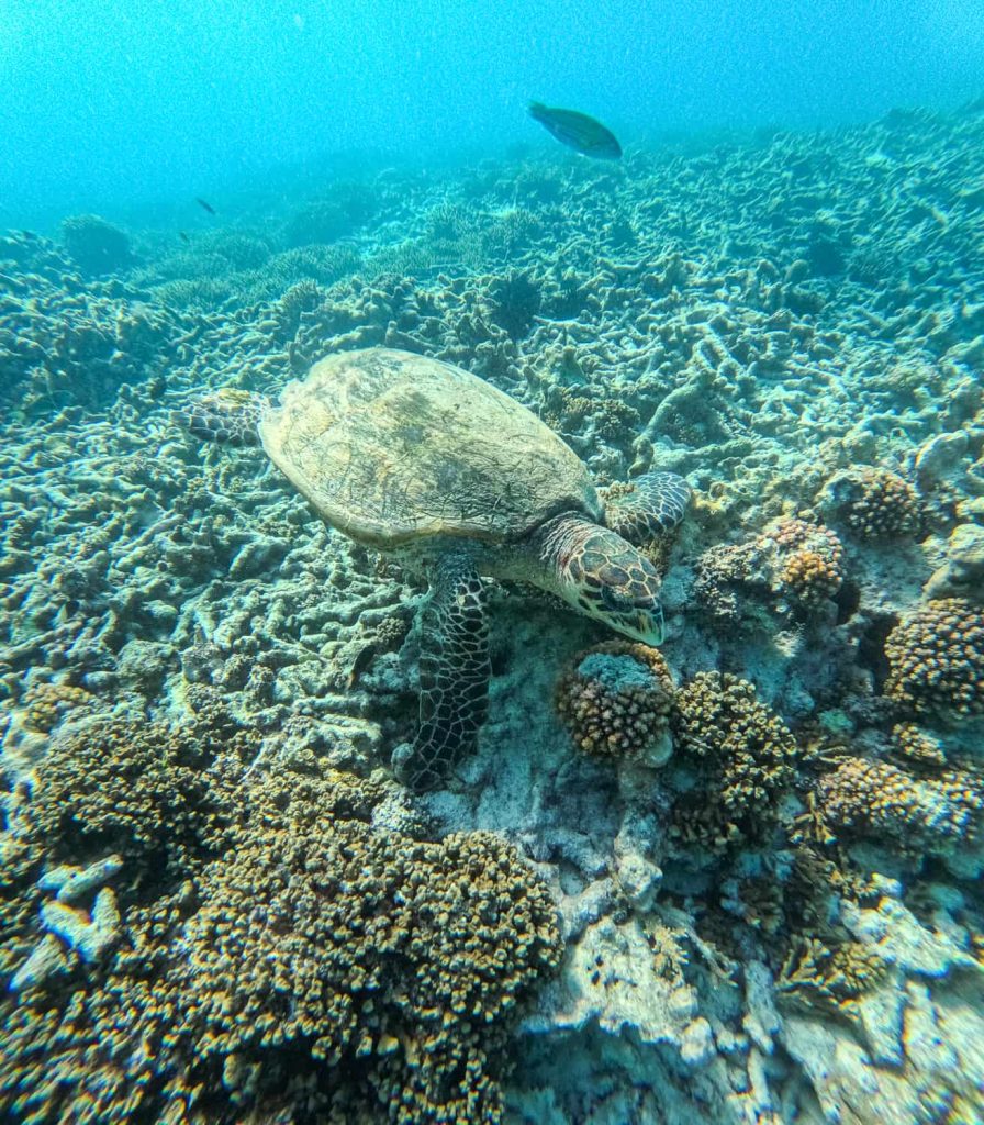 snorkeling felicite island