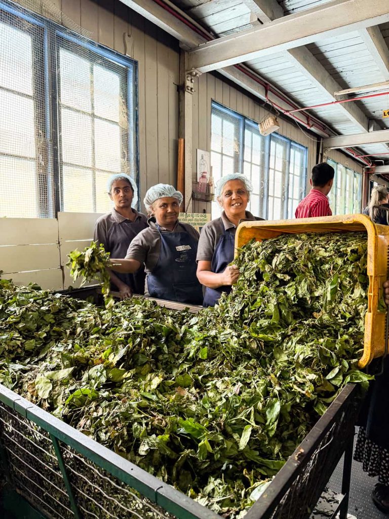 esperienze locali da fare in Sri Lanka fabbrica del the 