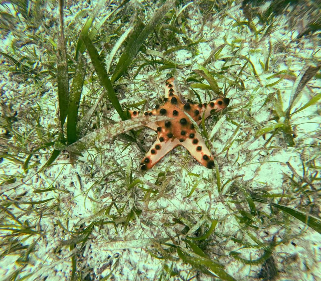 Sulawesi poganda beach Banggai