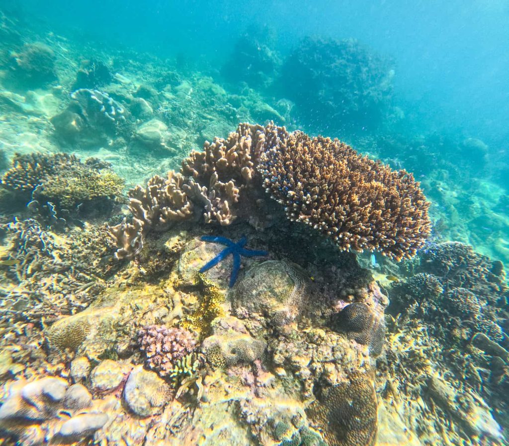 snorkeling banggai