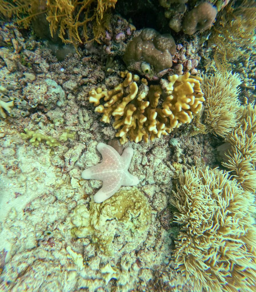 snorkeling azzahra