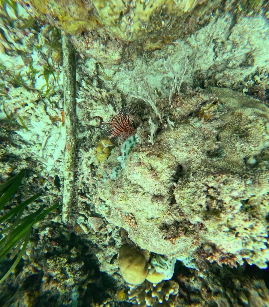 snorkeling azzahra
